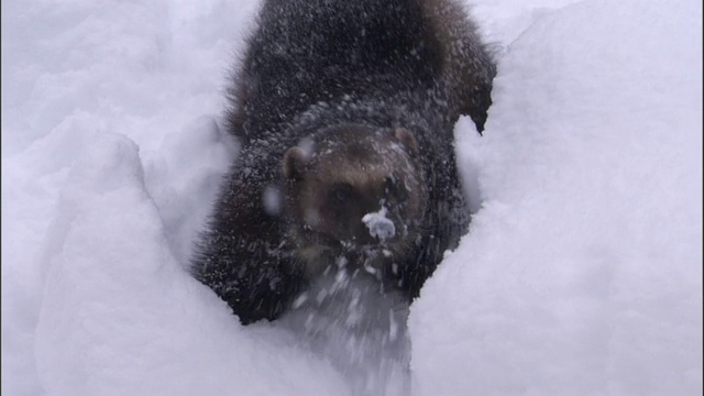 狼獾在瑞典白雪皑皑的北方针叶林里觅食视频素材