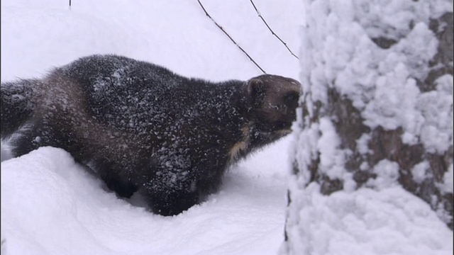 狼獾在瑞典白雪皑皑的北方针叶林里觅食视频素材