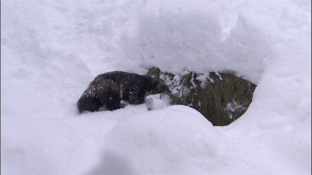 狼獾在瑞典白雪皑皑的北方针叶林里觅食视频素材