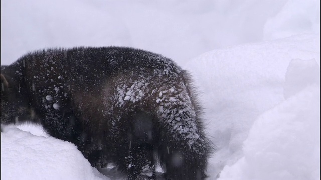 在瑞典白雪皑皑的北方针叶林里，狼獾爬上倒下的树视频素材