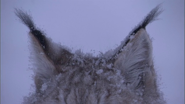 瑞典白雪皑皑的北方针叶林中的欧亚猞猁的耳朵视频素材