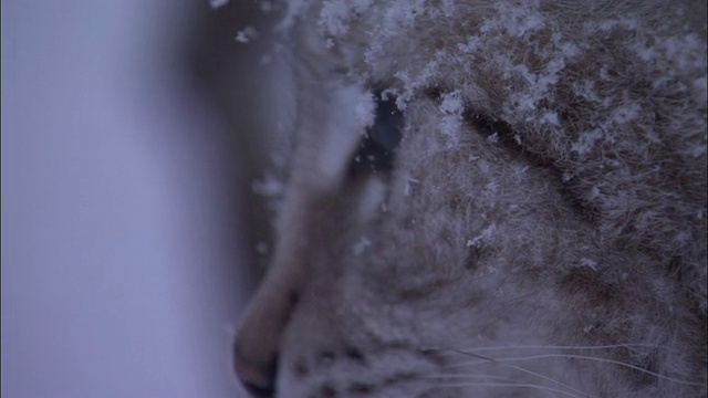 一只欧亚猞猁在瑞典白雪皑皑的北方针叶林里四处张望视频素材