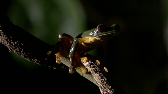 滑翔叶蛙(Agalychnis spurrelli)跃过藤蔓，哥斯达黎加视频素材