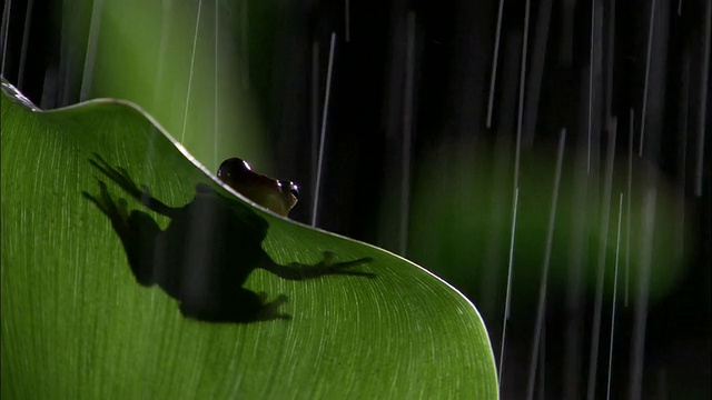 哥斯达黎加，雨中树蛙在树叶上视频素材