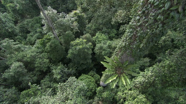 在婆罗洲的沙巴，沿着雨林的树冠一直到地面视频素材