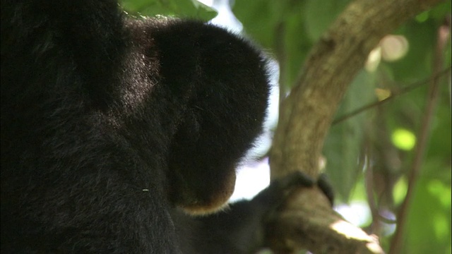 苏门答腊岛的热带雨林里，Siamang长臂猿在四处张望视频素材