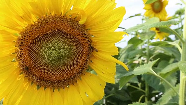 蜜蜂和向日葵视频素材