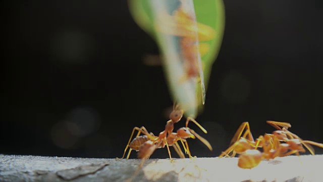 红蚂蚁视频素材