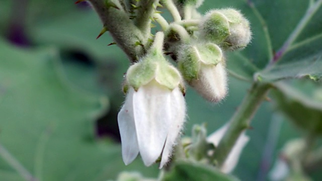 番茄花视频素材