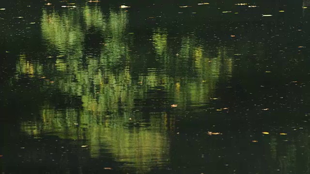 漆黑的湖面荡漾着涟漪，树叶漂浮在水面上视频素材