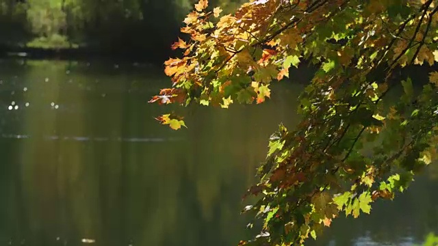 秋色的树叶在树枝上随风摇曳，在湖面上闪闪发光视频素材