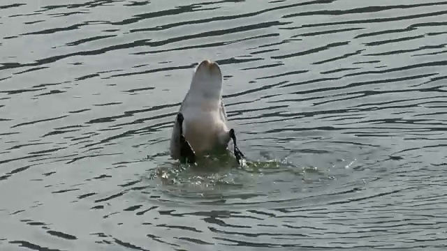 一只大天鹅在河上潜水搜寻猎物视频素材