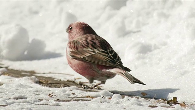 帕拉斯红雀在雪地上捕食猎物视频素材