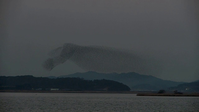 一群贝加尔湖鸭飞过夜空的镜头视频素材