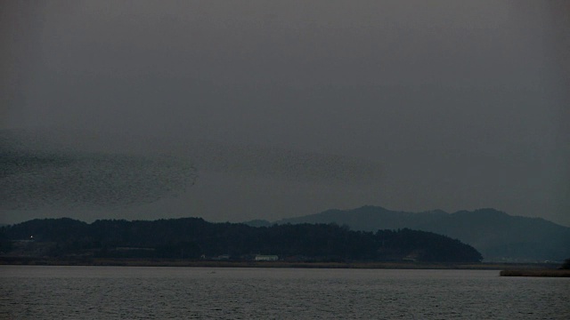 一群贝加尔湖鸭飞过夜空的镜头视频素材