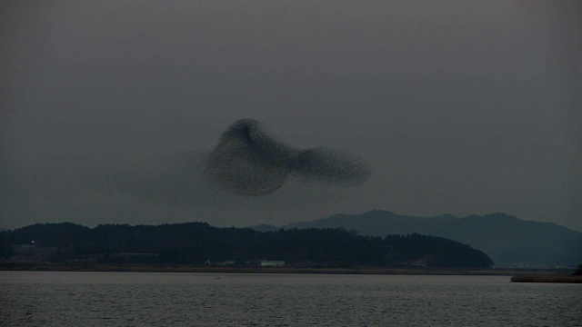 一群贝加尔湖鸭飞过夜空的镜头视频素材