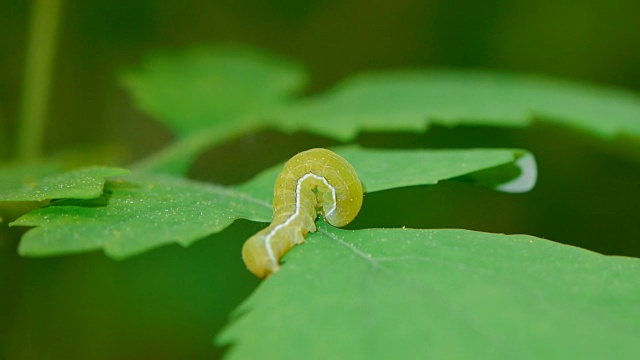 叶子上的幼虫视频素材