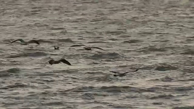 海鸥在海上飞行的照片视频素材