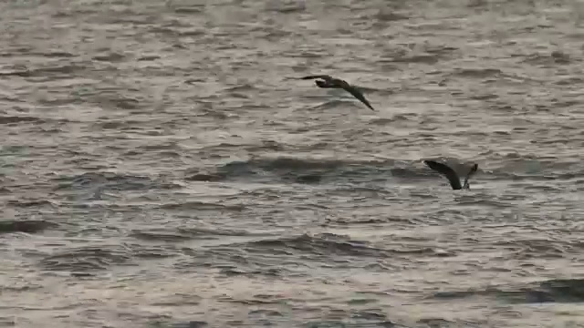 海鸥在海上飞行的照片视频素材