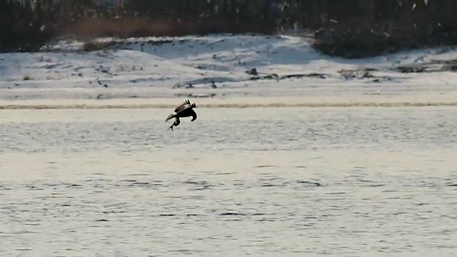 虎头海雕在湖面上飞翔视频素材