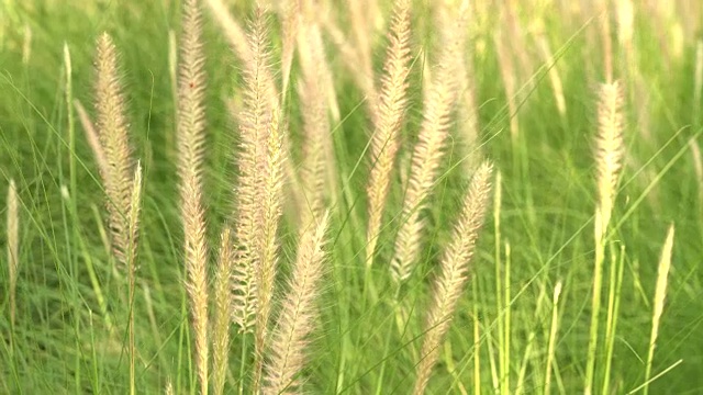 草地上的花视频素材