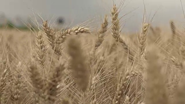 金色的小麦作物在风中，特写视频素材