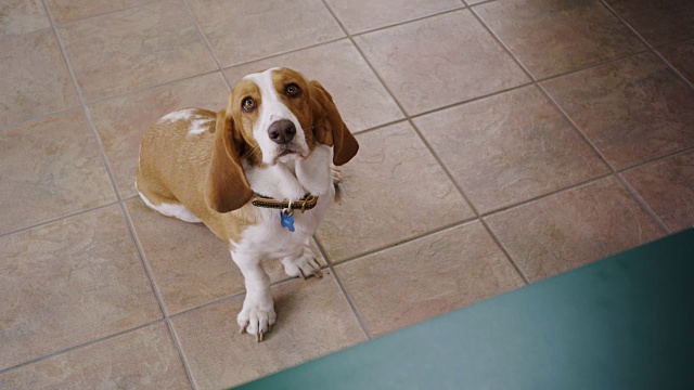 巴塞特猎犬坐在地板上，抬起头，试图说话。视频素材