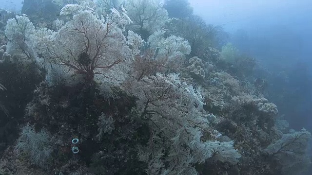 印度尼西亚拉贾安帕海底粉红色珊瑚森林视频素材