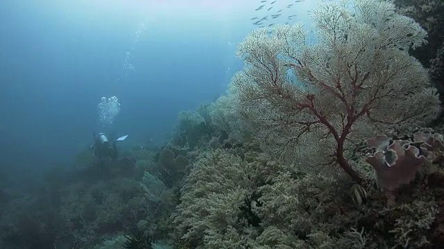 在印度尼西亚的珊瑚礁里潜水视频素材