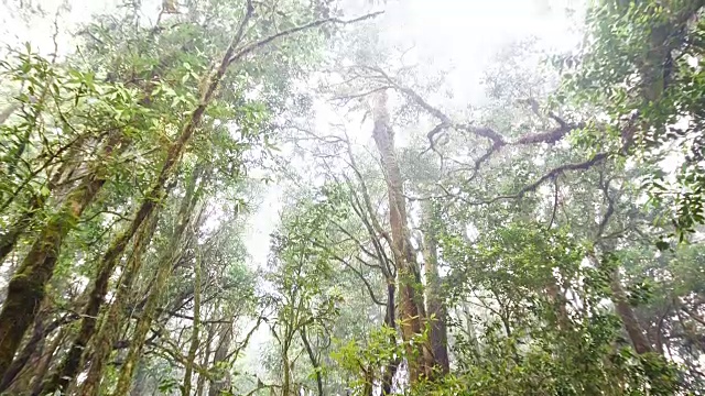 雾中的森林雨林，4k (UHD)视频素材