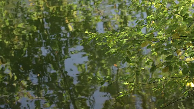 绿叶在水面上的倒影，树的叶子在前景视频素材