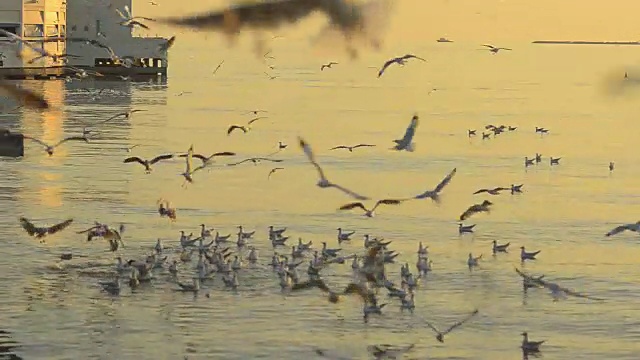 一群海鸥在黄昏中漂浮和飞翔视频素材