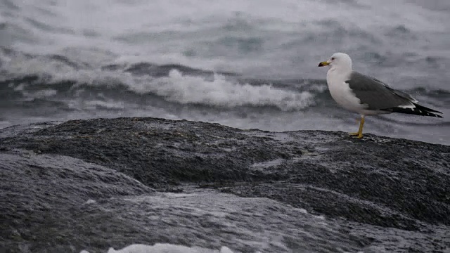 一只黑尾海鸥停在海边的巨石上视频素材