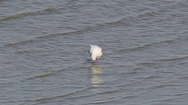 一只在海边休息的黑头海鸥视频素材