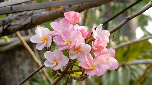 粉色花朵鸡蛋花视频素材