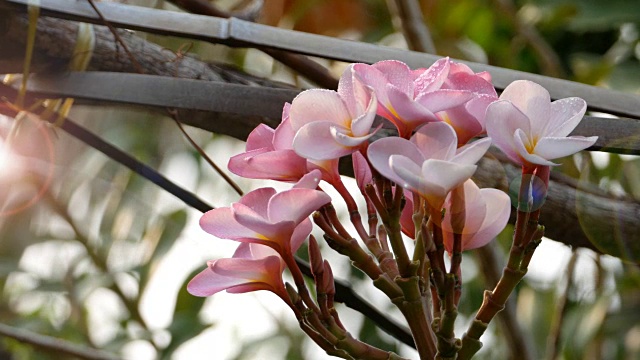 粉色花朵鸡蛋花视频素材