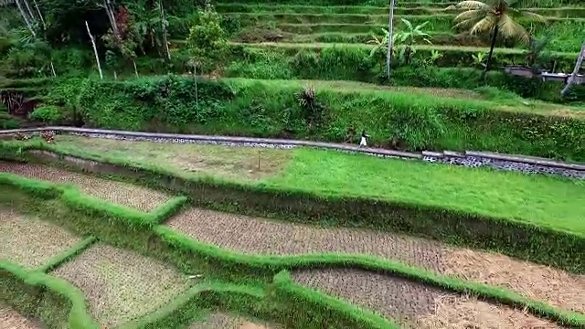 水稻梯田巴厘岛。视频素材