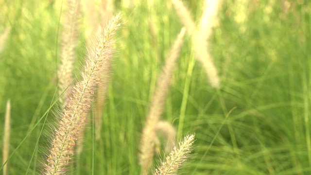 草地上的花视频素材