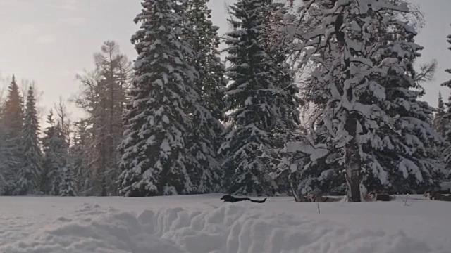 在美丽的冬夜拉狗雪橇视频素材