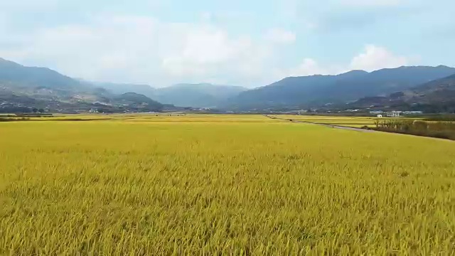 广阔的稻田和山脉鸟瞰图视频素材