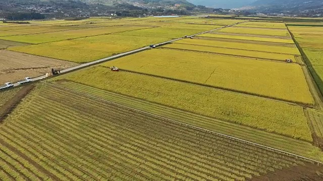 鸟瞰图广阔的稻田和收获与拖拉机视频素材