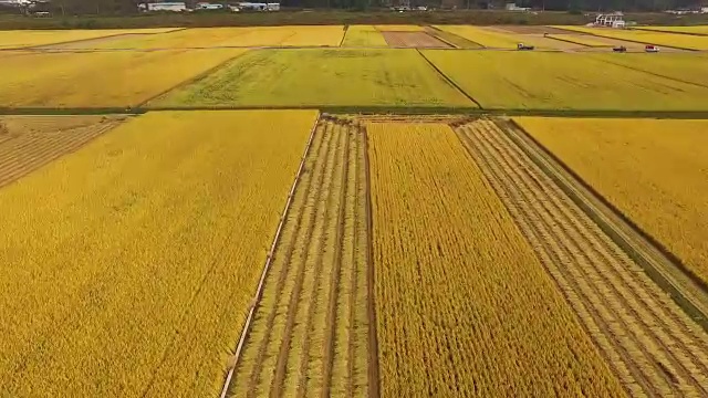 鸟瞰图广阔的稻田和收获与拖拉机视频素材