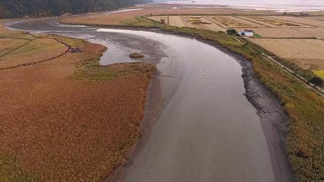 顺天门湾(自然地标，生态公园)水稻田的韩式画和圆画视频素材