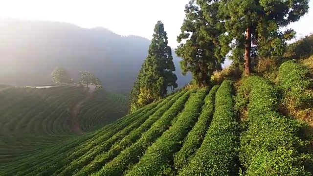 沐浴在阳光下的碧水茶园视频素材