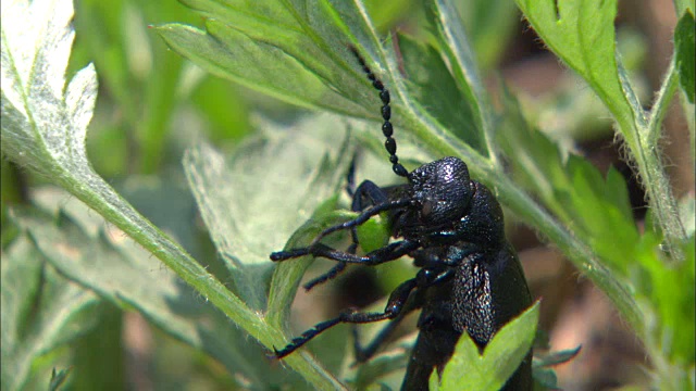 一只甲虫(Meloe proscarabaeus)在吃树叶视频素材