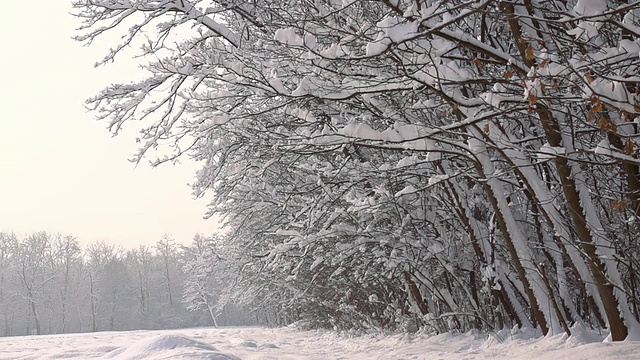 HD超级慢莫:雪从树上落下视频素材