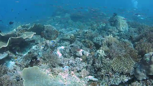 Rich Coral Reef, Raja Ampat，印度尼西亚视频素材