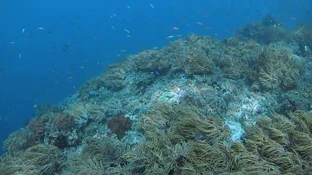 航空摄影在珊瑚礁，印度尼西亚视频素材