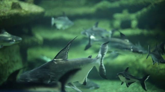 鲨鱼水族馆视频素材