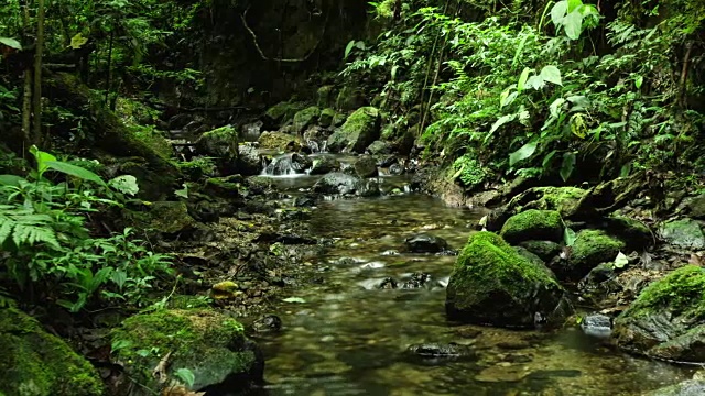 在El Triunfo生物圈保护区，水沿着一条小溪流动的时间推移镜头。视频素材